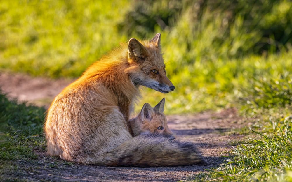 Red Fox Mother and Kit by Joanna W — canvas wall art