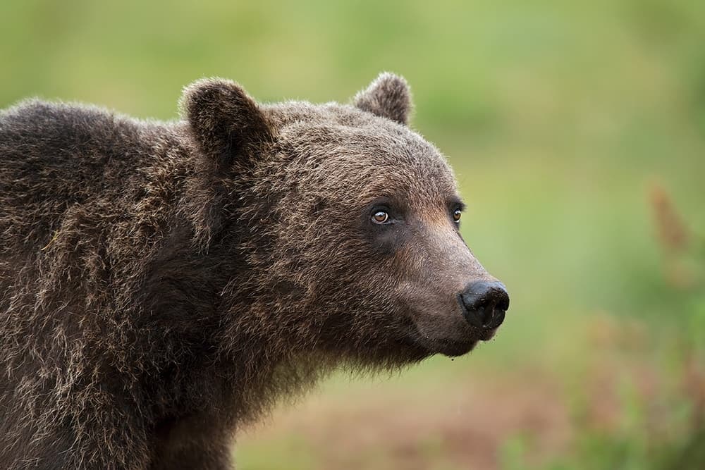Attentive Brown Bear by Marco Pozzi — canvas wall art