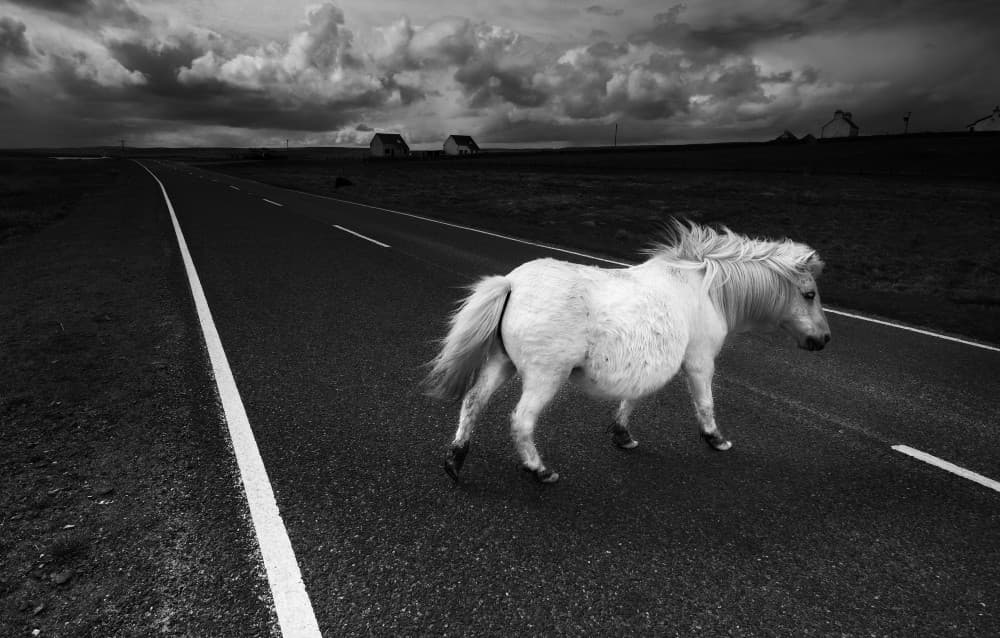 Wild Pony Road Journey by Erik Engström — canvas wall art