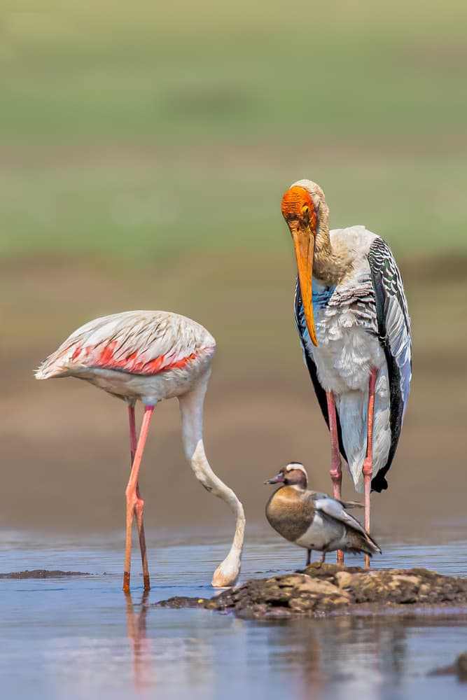 Wetland Bird Gathering by Rahul Wedpathak — canvas wall art