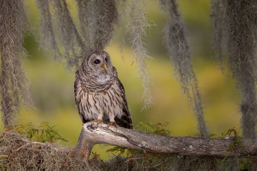 Barred Owl in Moss by Max Wang — canvas wall art