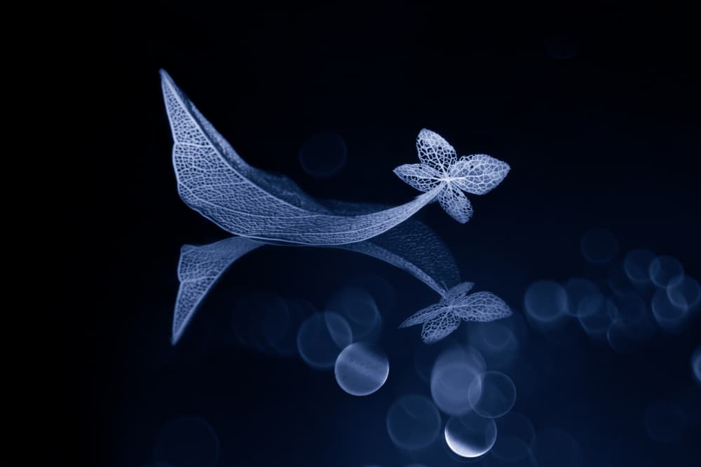 Ethereal Skeleton Leaves by Igor Kopcev — canvas wall art