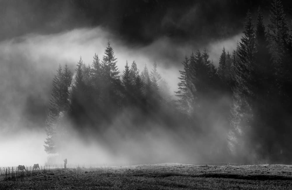 Misty Forest Morning Light by Donald Luo — canvas wall art