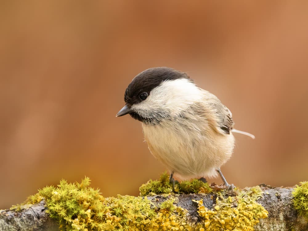 Marsh Tit on Moss by Annie Keizer — canvas wall art