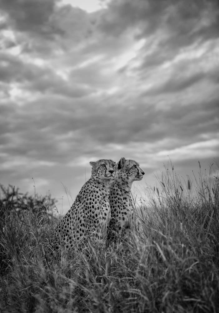 Two Cheetahs Under Sky by Jaco Marx — canvas wall art