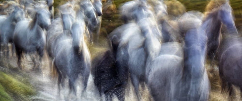 Wild Horses Running by Marie-anne Stas — canvas wall art