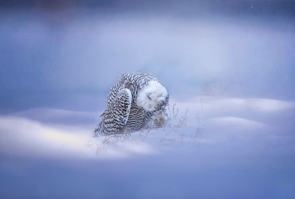 Snowy Owl Winter Dream by Tao Huang — canvas wall art
