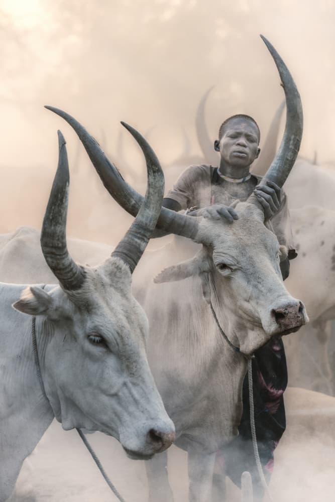 Watusi Cattle And Boy by Trevor Cole — canvas wall art