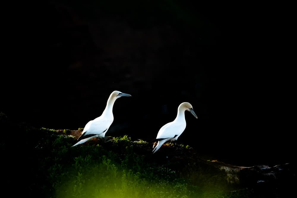 Elegant Gannets by Ulrike Eisenmann — canvas wall art