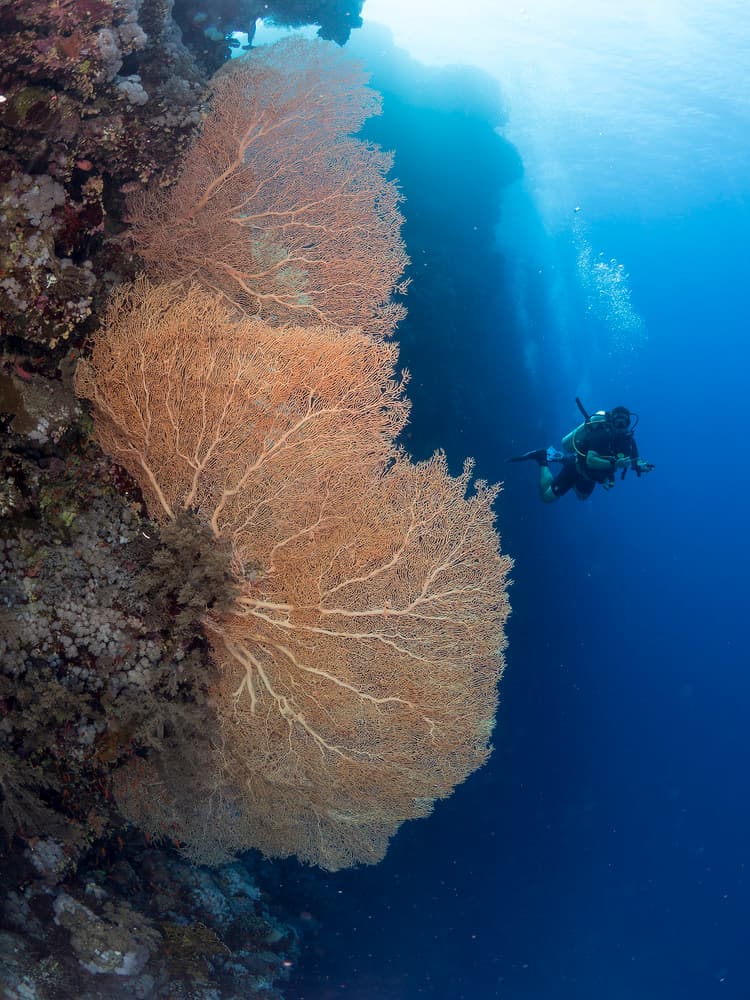 Diver and Giant Sea Fan by Ilan Ben Tov — canvas wall art