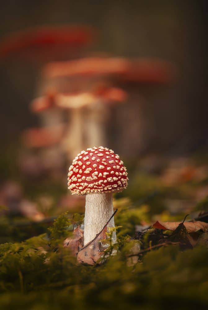 Enchanted Forest Mushroom by Norbert Maier — canvas wall art