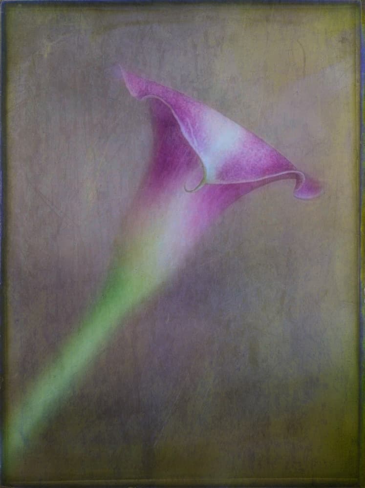 Dreamy Purple Calla Lily by Ulrike Eisenmann — canvas wall art