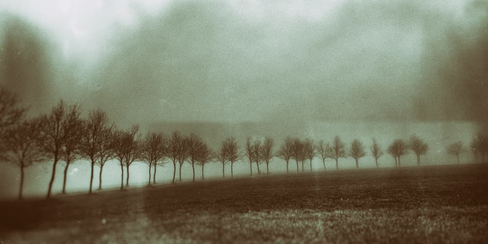 Misty Bare Trees by Jacob Tuinenga — canvas wall art
