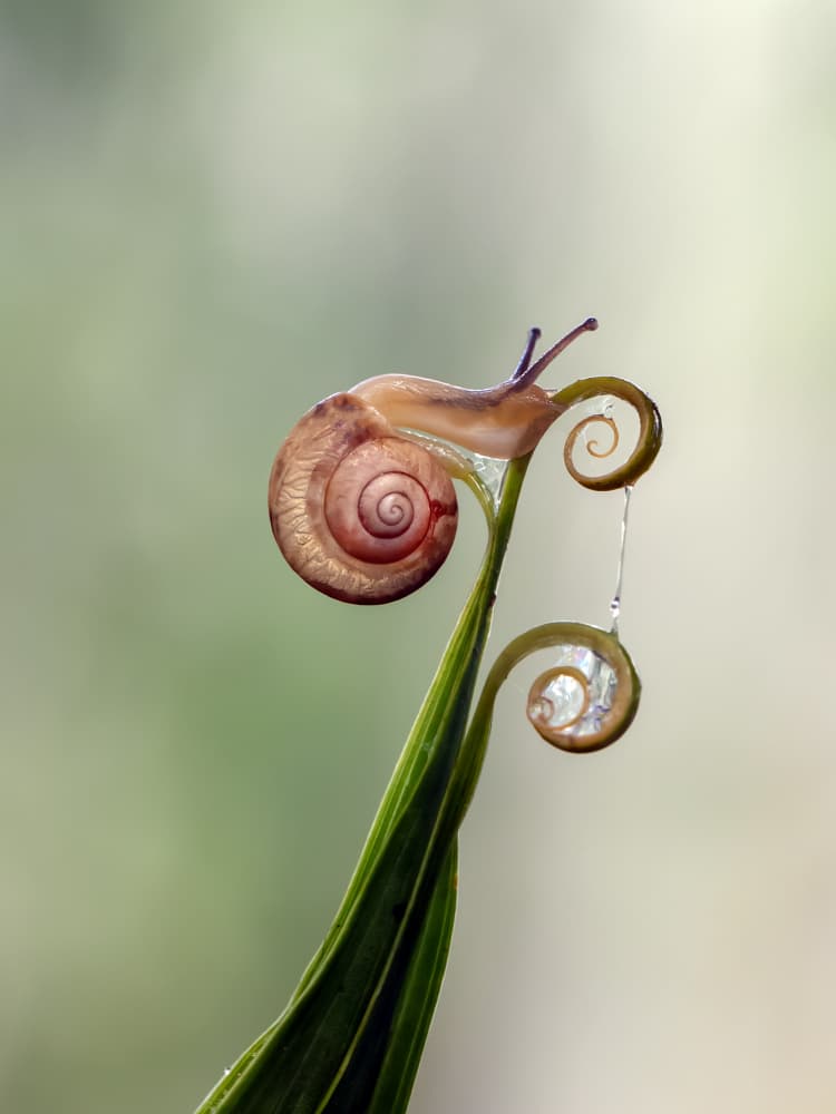 Delicate Snail Spiral by Fauzan Maududdin — canvas wall art