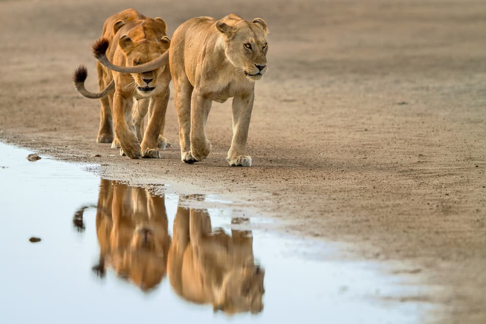 Reflecting African Lions by Alessandro Catta — canvas wall art