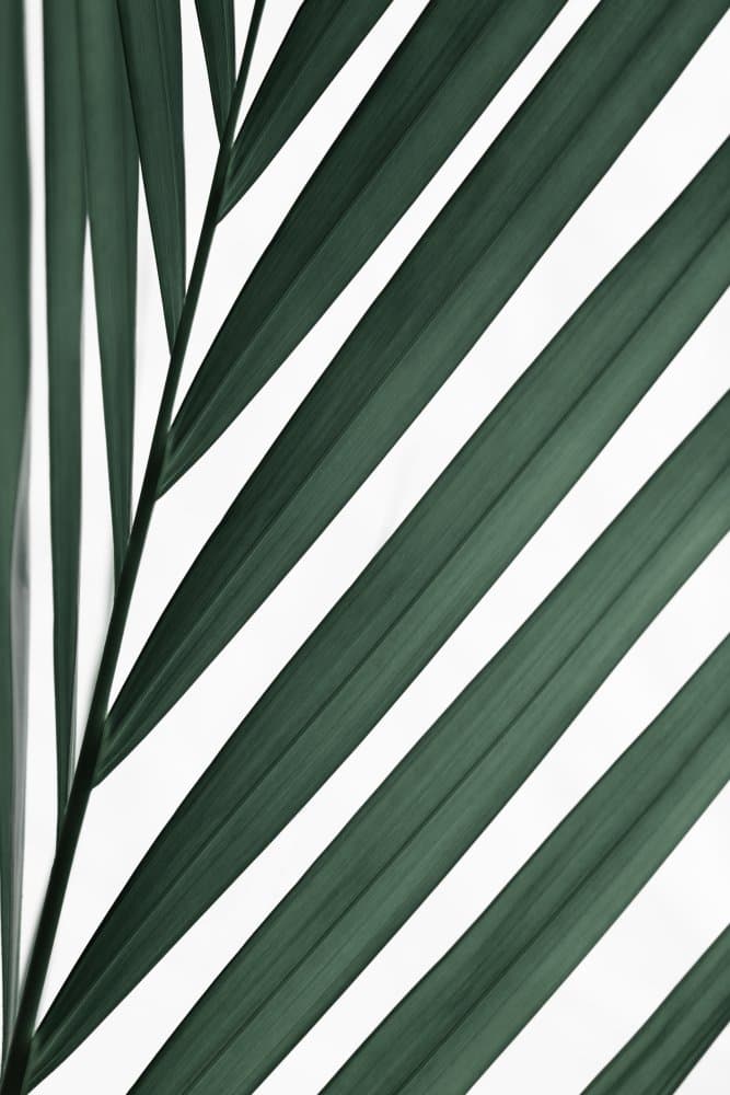 Minimal Green Palm Leaf by Pictufy Studio III — canvas wall art