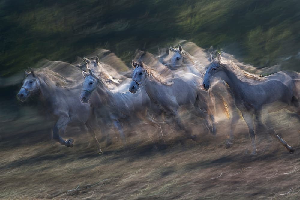 Running Horses Blur by Milan Malovrh — canvas wall art