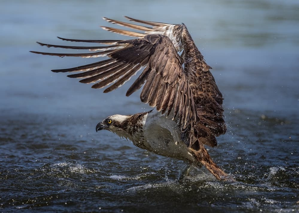 Osprey Takes Flight by Siyu_Wei APA — canvas wall art