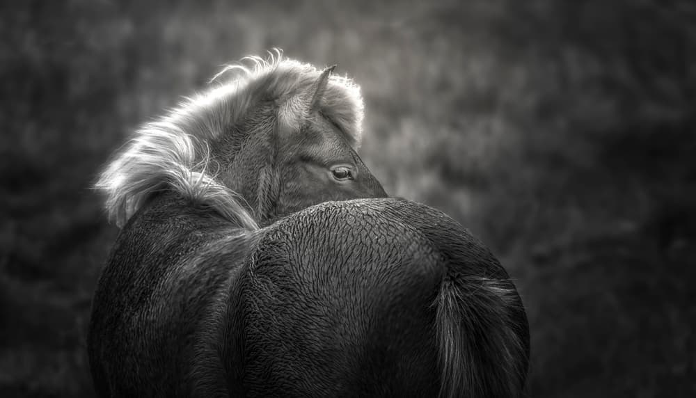 Majestic Icelandic Horse by Larry Deng APA — canvas wall art