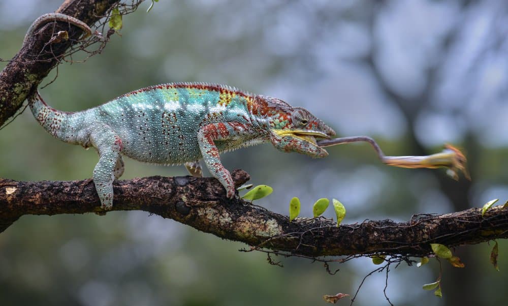 Chameleon Tongue Strike by Fahmi Bhs — canvas wall art