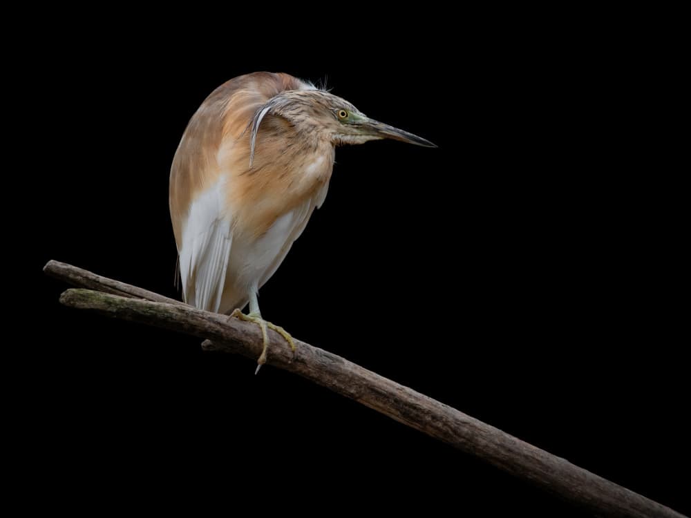 Brown Heron Perched by Mathilde Guillemot — canvas wall art
