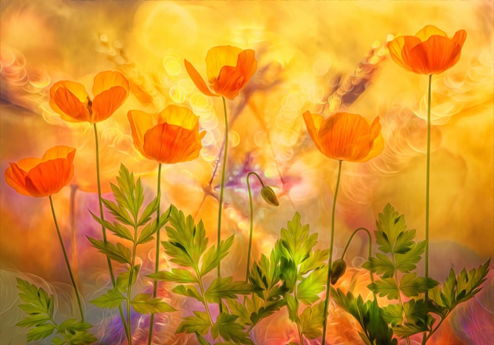 Orange Poppies Glow by Hilda van der Lee — canvas wall art