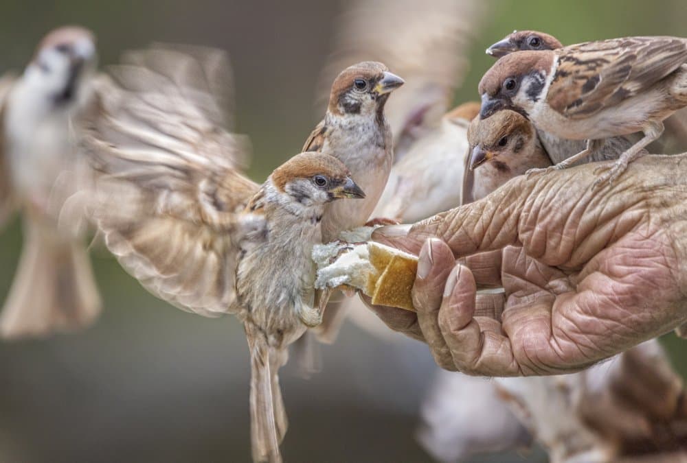 Hand Feeding Sparrows by Ozan AKTAS — canvas wall art