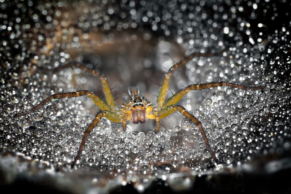 Spider On Dewy Web by Fauzan Maududdin — canvas wall art