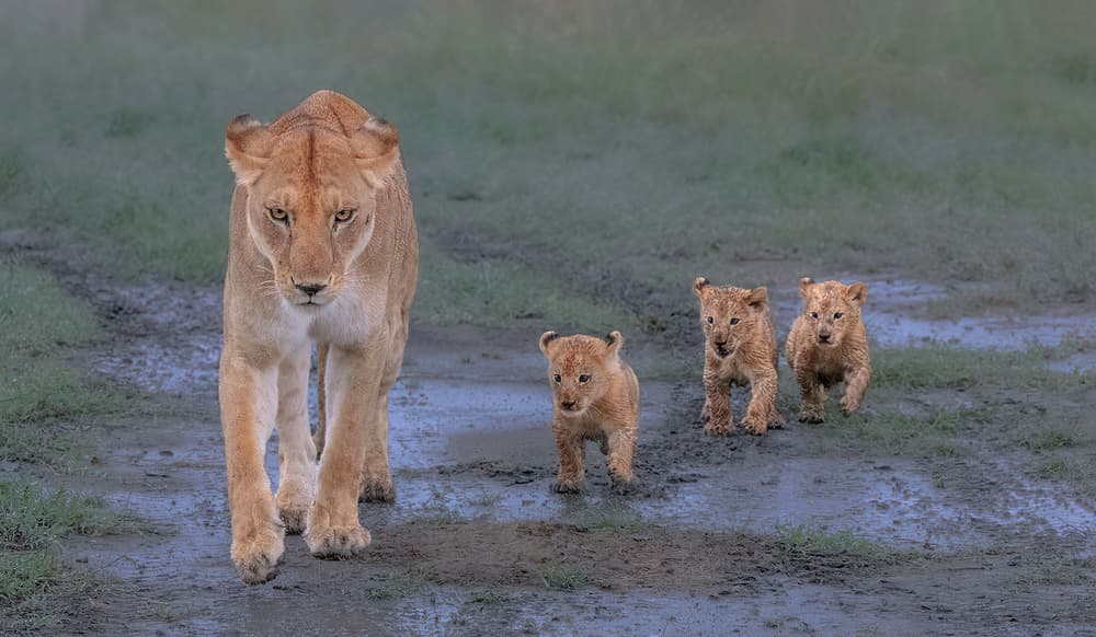Lioness Leads Her Cubs by Jennifer Lu — canvas wall art