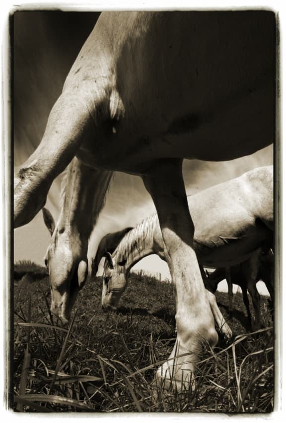 Mother and Baby Horse by Milan Malovrh — canvas wall art