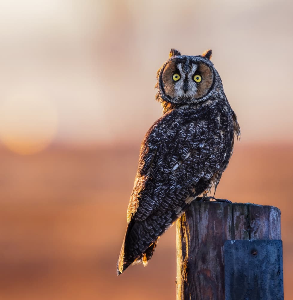 Watchful Golden Owl by Taksing (吉星高照) — canvas wall art