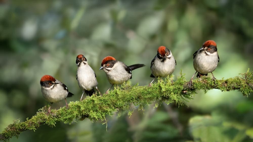 Five Forest Birds by tianhuayu — canvas wall art