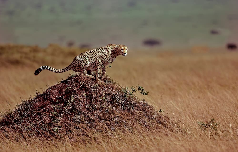 Cheetah On Lookout by Giuseppe DAmico — canvas wall art