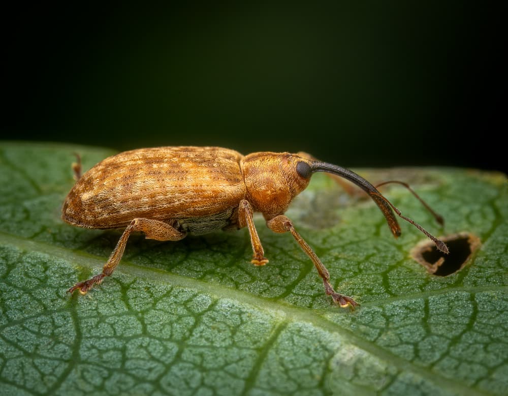 Long Snout Weevil by Eduard Andrica — canvas wall art