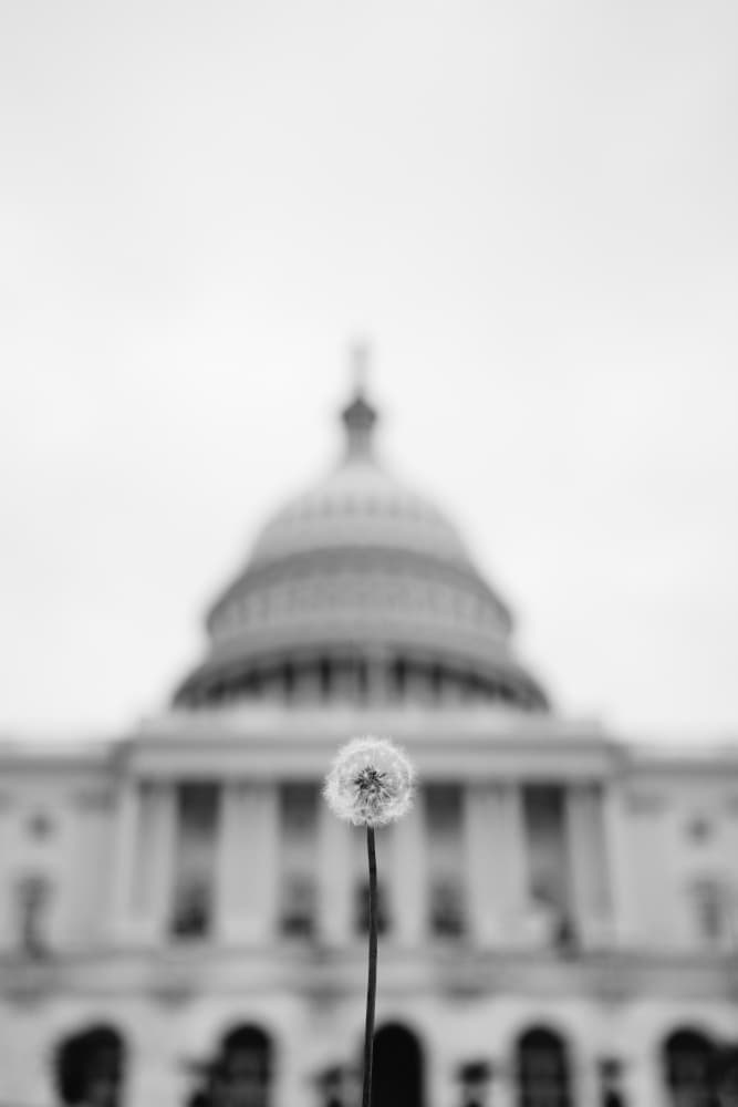 Dandelion at the Capitol by Bethany Young — canvas wall art