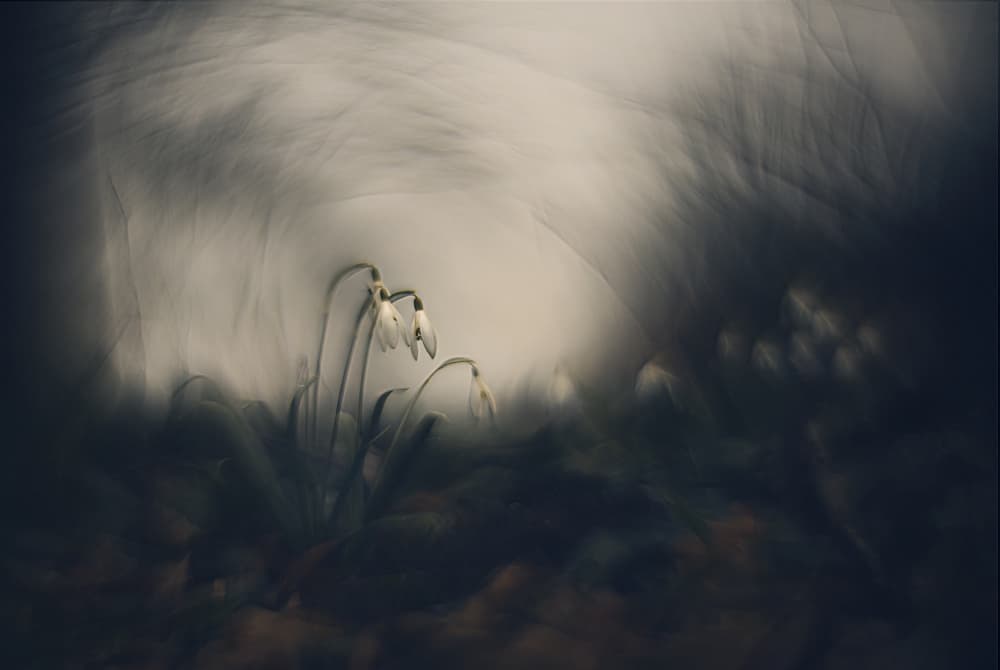 Soft Spring Snowdrops by Jan van der Linden — canvas wall art