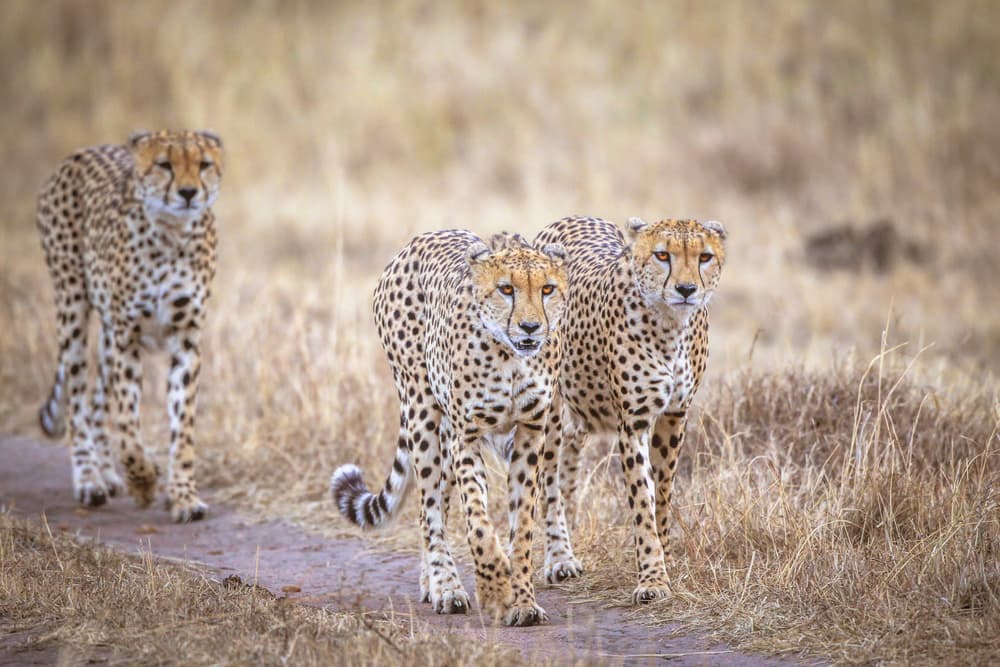 Three Savanna Cheetahs by Jeffrey C. Sink — canvas wall art