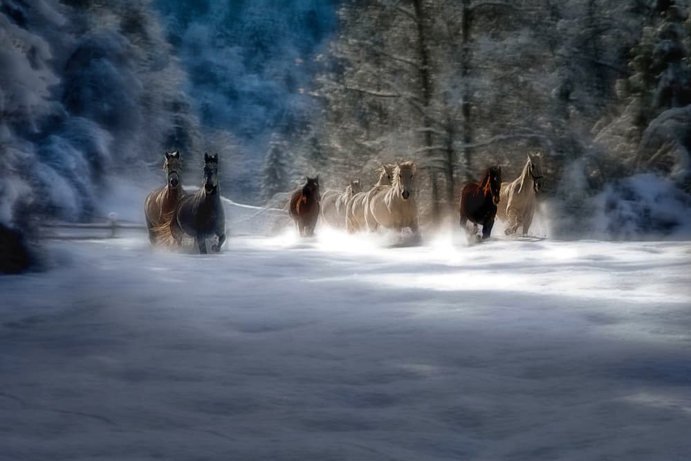 winter fairytale by Milan Malovrh — canvas wall art