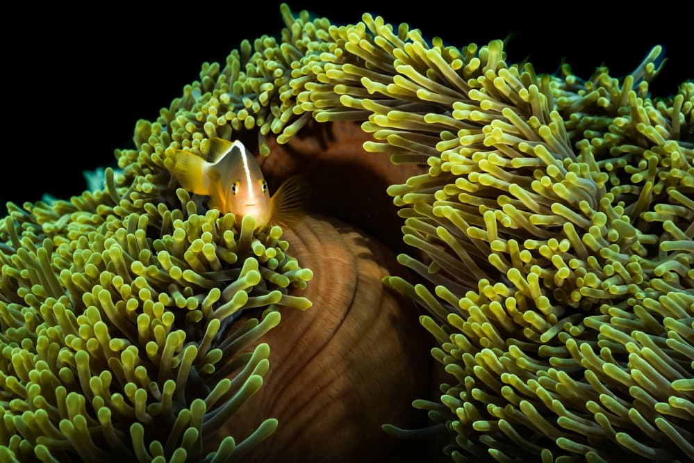 Clownfish In Green Anemone by Serge Melesan — canvas wall art