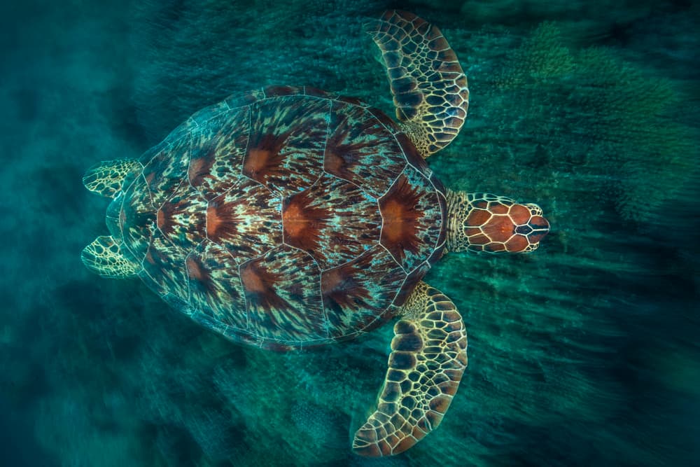 Green Turtle by Barathieu Gabriel — canvas wall art