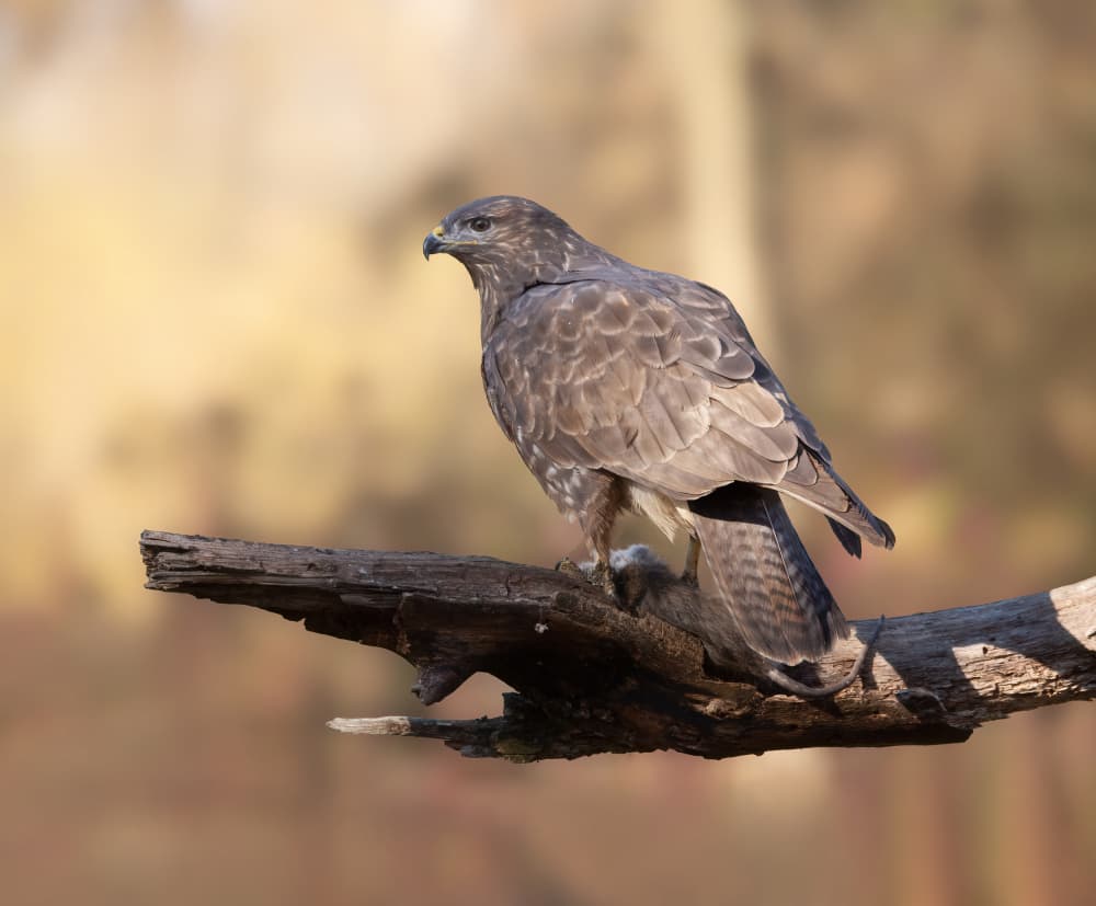 Majestic Buzzard Perched by Marco Barisone — canvas wall art