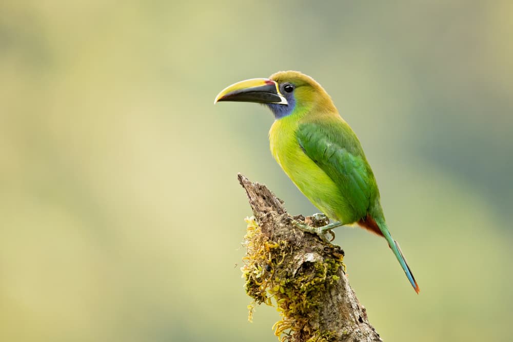 Vibrant Green Toucanet by Milan Zygmunt — canvas wall art