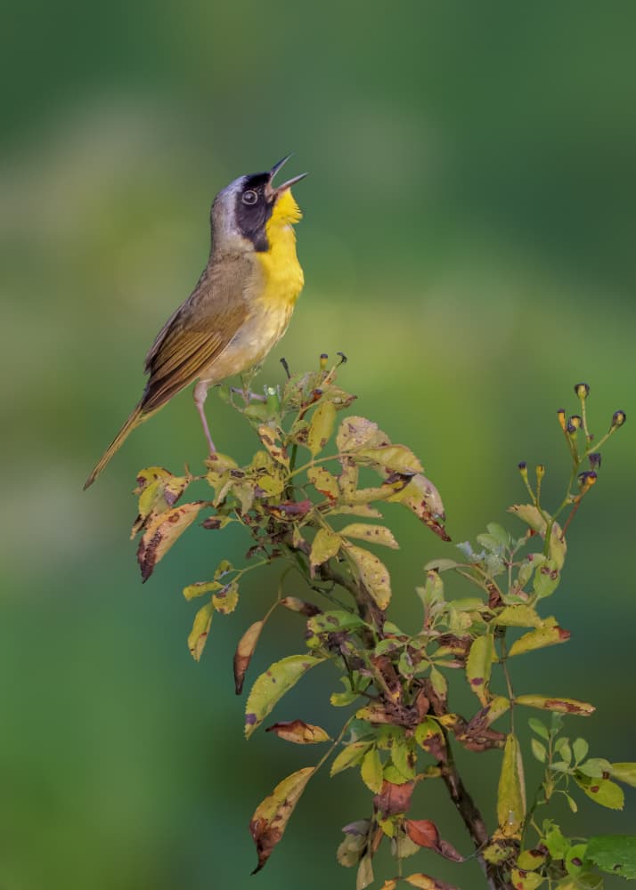 Vibrant Singing Yellowthroat by Jacob (Jian) Xu — canvas wall art