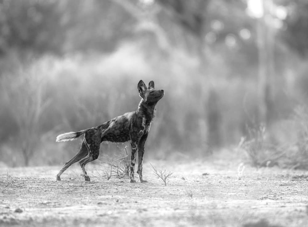 African Wild Dog Alert by Jaco Marx — canvas wall art