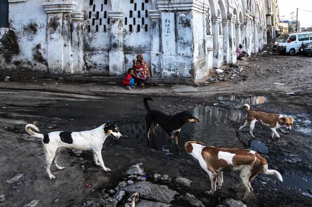 Street Dogs City Life by Joxe Inazio Kuesta Garmendia — canvas wall art