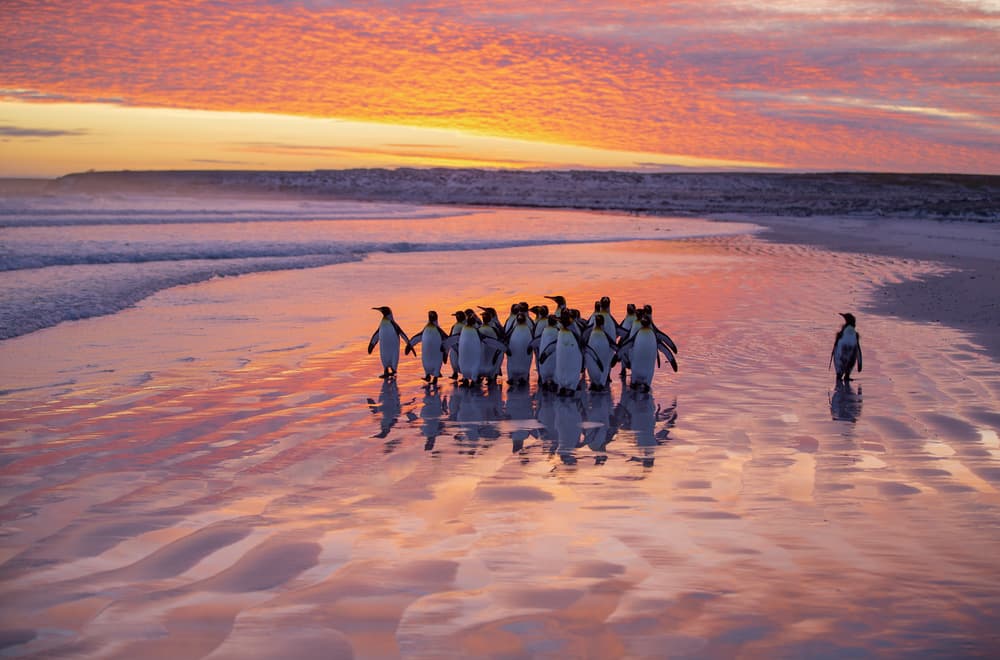 Sunset Beach Penguins by Cheng Chang — canvas wall art