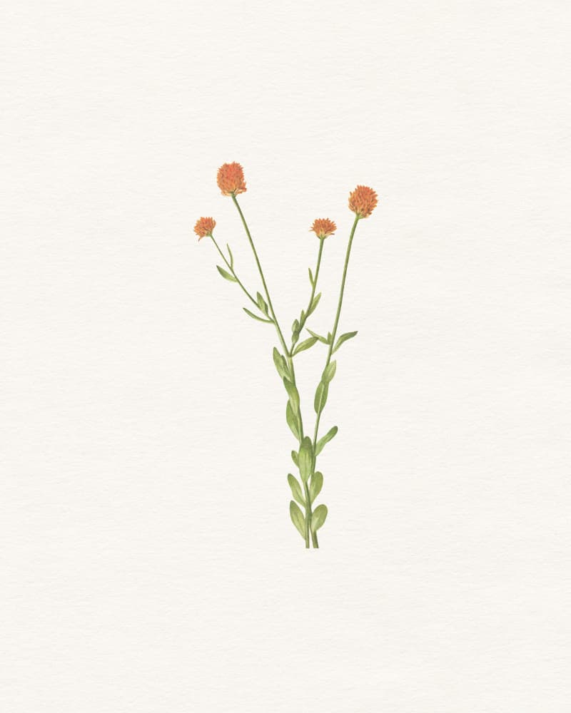 Simple Orange Blooms by Wild Violets — canvas wall art