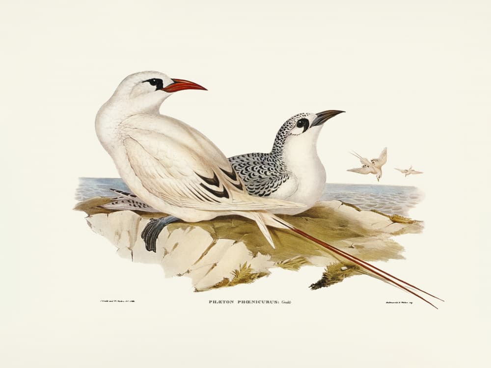 Red Tailed Tropic Bird by Elizabeth and John Gould — canvas wall art