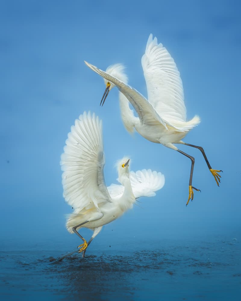 Dynamic Egret Flight by Siyu_Wei APA — canvas wall art