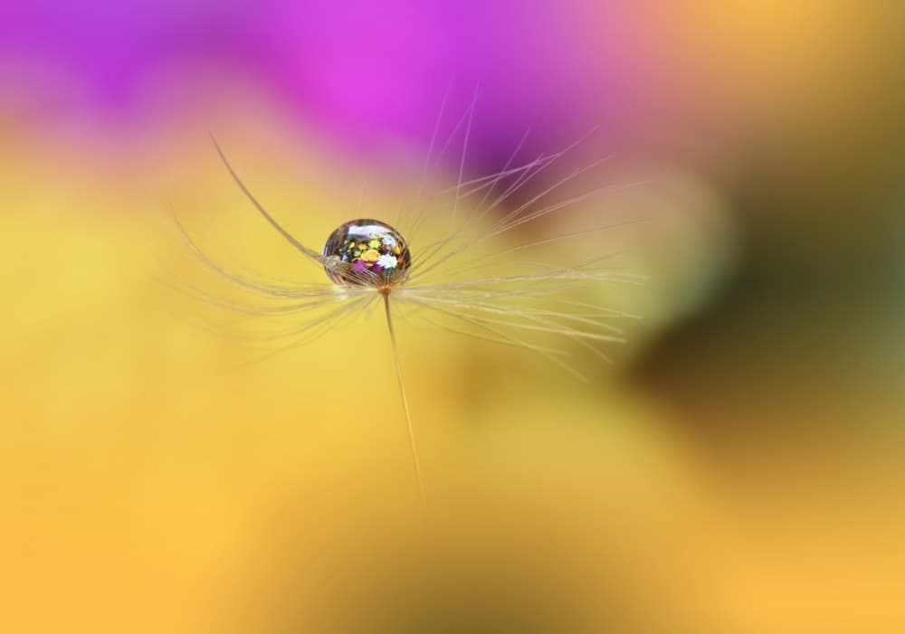 Sparkling Dandelion Seed by Juliana Nan — canvas wall art